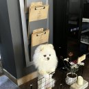 파스타힐 네이버블로그
