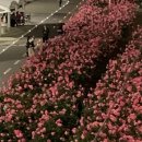 장일샐프타운 이미지