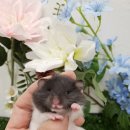 패러그린샵 명지점 이미지