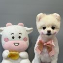 똘똘하개 네이버블로그
