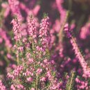 에리카(ERICA)