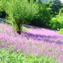 사곡농장 이미지