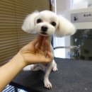 보우동물병원 이미지