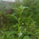 정명농장 이미지