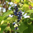 댕댕이루 이미지