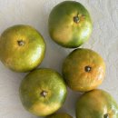 계란한꾸러미 | 언밸런스마켓 못난이 농산물 꾸러미 내돈내산 후기