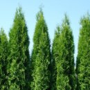 상록자이언트 이미지