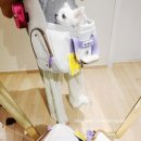 183센치 | 강아지 이동가방 기내반입가능한 피카부백 2달 사용후 후기 /단점