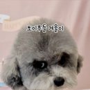 멍탕멍컷 이미지