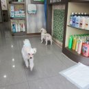 더샵 동물병원 이미지