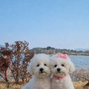 비숑 막둥이 여친 생겼어요~ 이미지