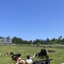 석진육성우목장 | 코스 제주의 알프스인 아침미소목장에서 먹는 카이막 ‘틴크레스트’ 후기 (제주 카이막 / 한라봉...