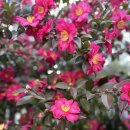 동백전자 | 제주 여행 서귀포가볼만한곳 카멜리아힐 후기 2월 제주동백 명소 10개월 아기랑