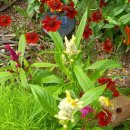 장흥비동돌담 이미지