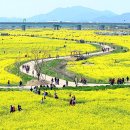 낙동강관리본부 대저생태공원 6 이미지