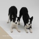 모델독 | 소니코리아 반려동물 사진 세미나 처음 접한 독댄싱 펫사진촬영