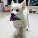 겨울나는나비 동물병원 | 인천 검단 동물병원 스케일링 비용 강아지 치주염 치료 앞니 발치 내돈내산 후기