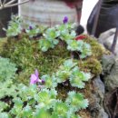 미니미니 이미지