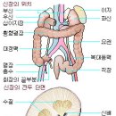 신장에 좋은 음식과 운동 이미지