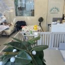 독스 윙스 이미지