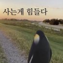 손용호 | Don’t sinpai it