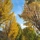 의평낚시터 | [캠핑] 옥천에 새로 생긴 캠핑장 / 옥천 474오토캠핑장(201사이트)