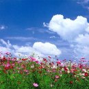 꽃, 보러와요
