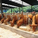 청정가축약품 이미지