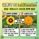 금계화로 | 금계국 금계화 꽃말 개화시기 노랑코스모스 차이까지 한 번에 정리