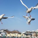 춤추는갈매기 이미지