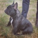 넥서스켄넬 이미지