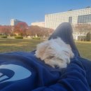 퍼피엔젤 반려동물 미용실 이미지