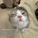 고양이집사 | 혜화 대학로 고양이 카페 집사의 하루 내돈내산 솔직 후기 재방문 의사 X