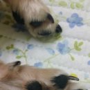 개꼬신내 이미지