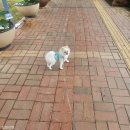 회산백련지 수상유리온실 | 무안) 강아지와 가족들과 함께 바닷가 여행~