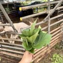 오복농장 | 블루베리서울 아기랑 고구마 캐기 체험 + 동물 먹이주기 솔직후기