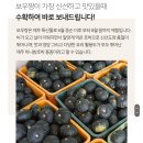 초핫딜!!!다이어트 붓기에 좋은 제주 미니 보우짱 밤 단호박 2키로 6900원 무배송 이미지