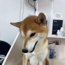 깔끔하개 | 광주 동구애견미용 정착한 곳, 깔끔하개 리얼 후기