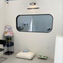 퍼피포피 이미지