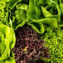 비결농장 이미지