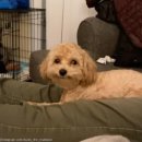 강아지 미용 이미지