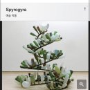 포베라(Povera) 이미지