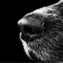 애견이야기 이미지