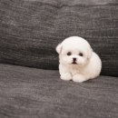 펫 갤러리아 이미지