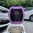 엑슬루 동물병원 이미지