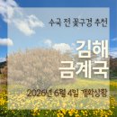김해 금계국 명소 다녀왔는데... 생각보다 꽃이 많이 진 현재 개화상황 후기