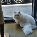 고양이 무마취 미용전문 이미지