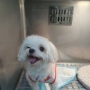 덕정 동물의료센터 이미지