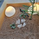 로로카페 | 당진 수청동 소재 특이 모양의 대형 베이커리 맛집 추천 카페 &#34;로로&#34; 방문 내돈내산 솔직 후기