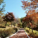 유명산자연휴양림 이미지